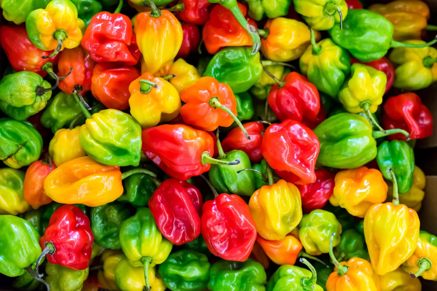 Chile habanero