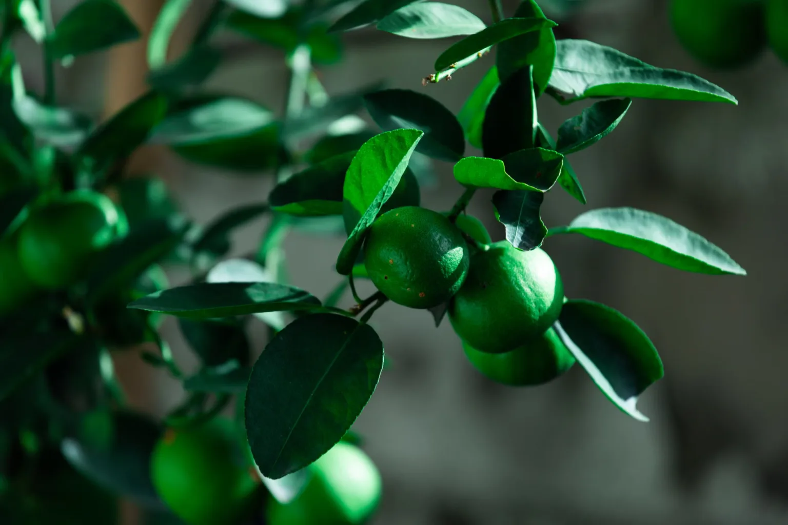 Kaffir lime leaves