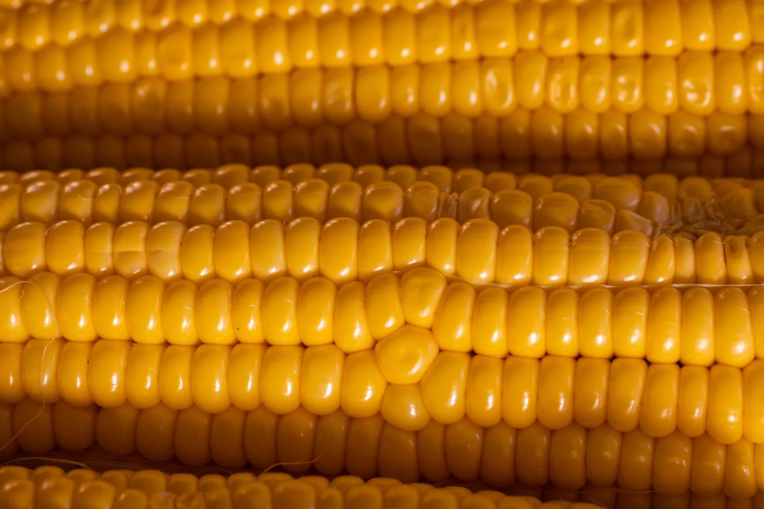 Farinha de milho amarelo pré-cozida
