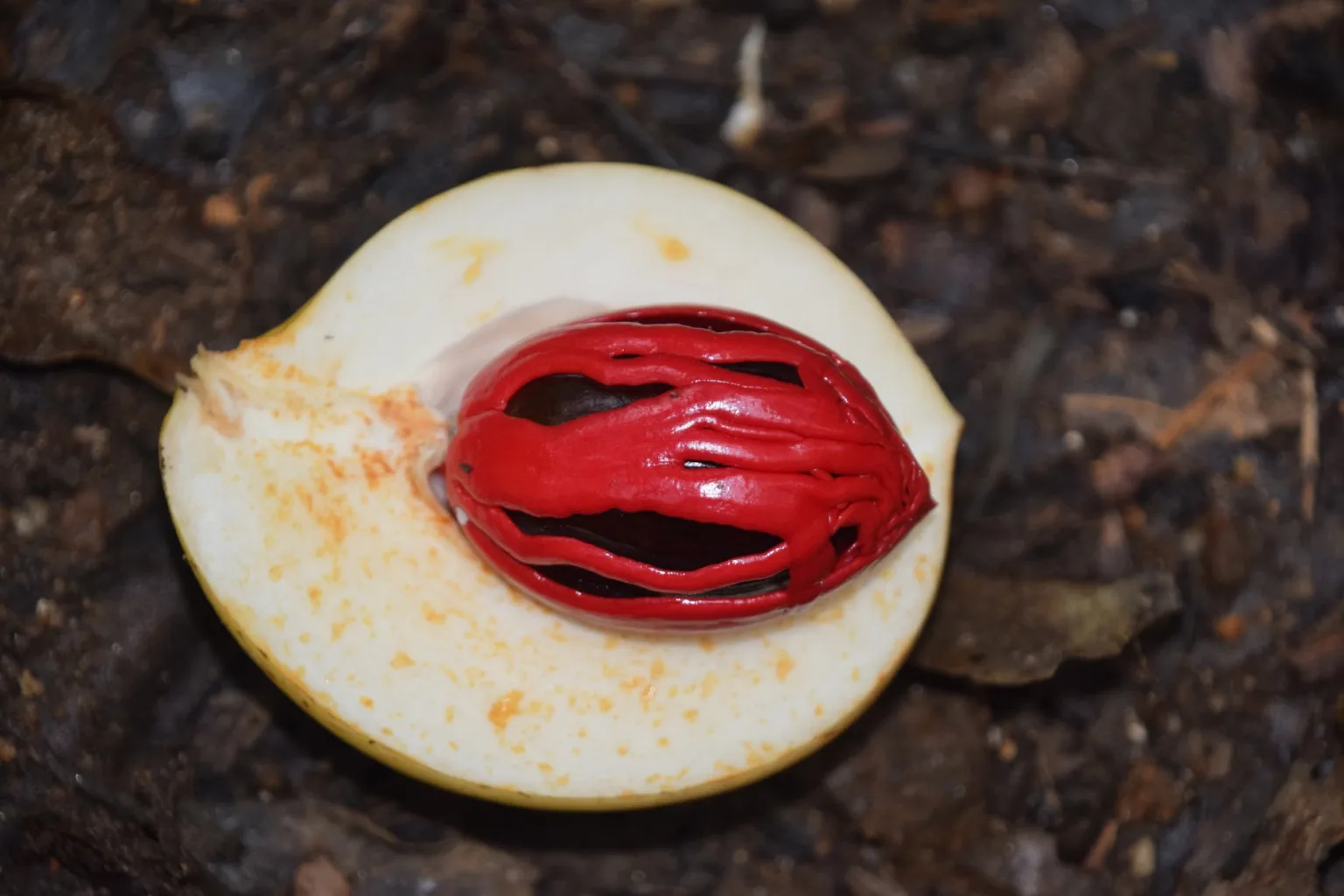 Noce moscata