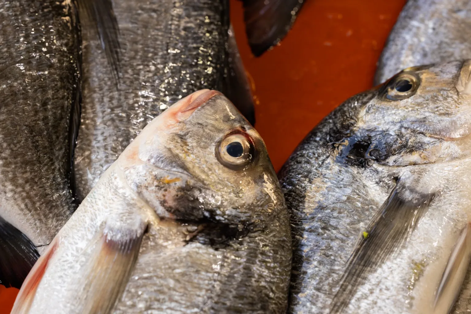 Fischfond