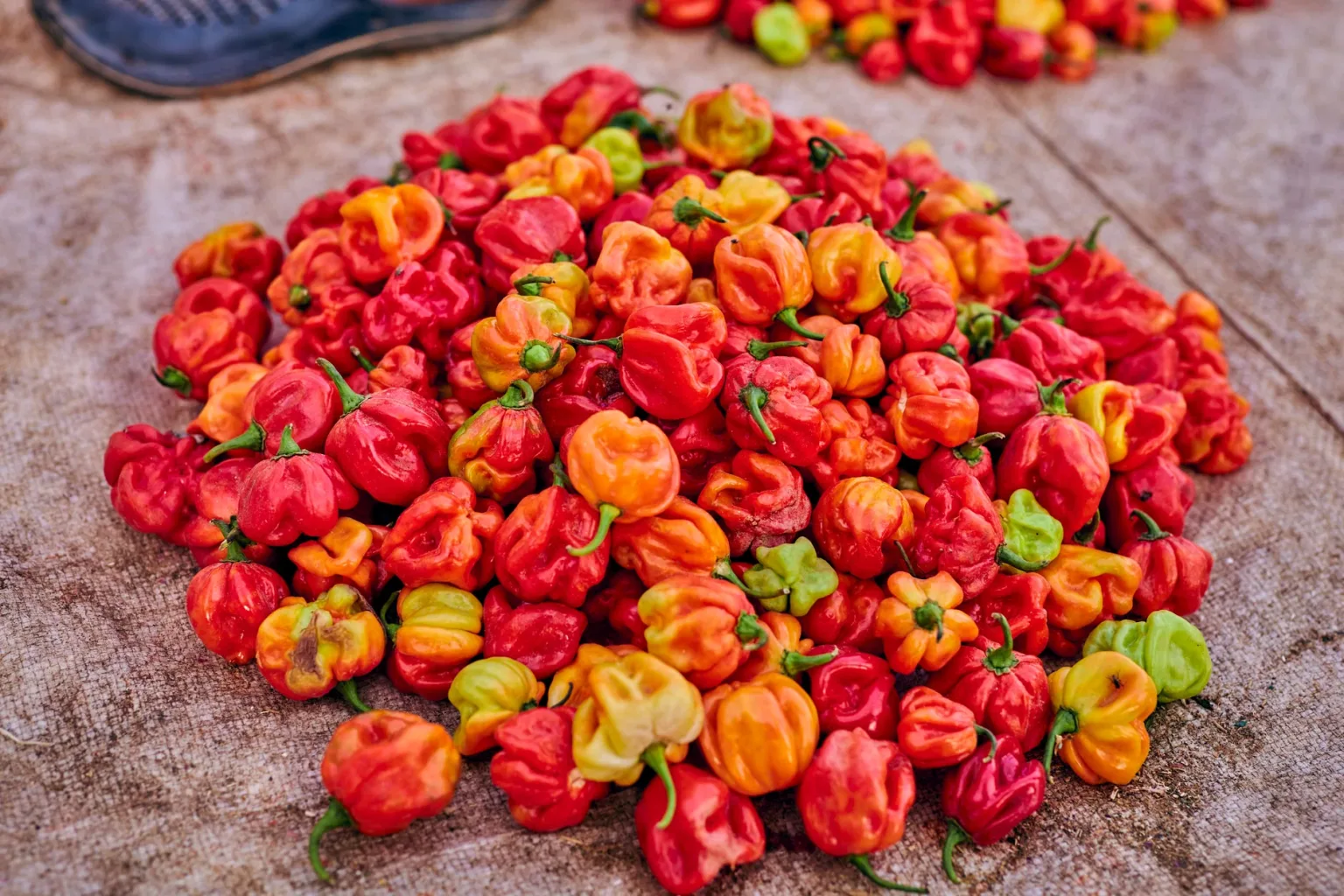 Choricero pepper or ñora pepper pulp