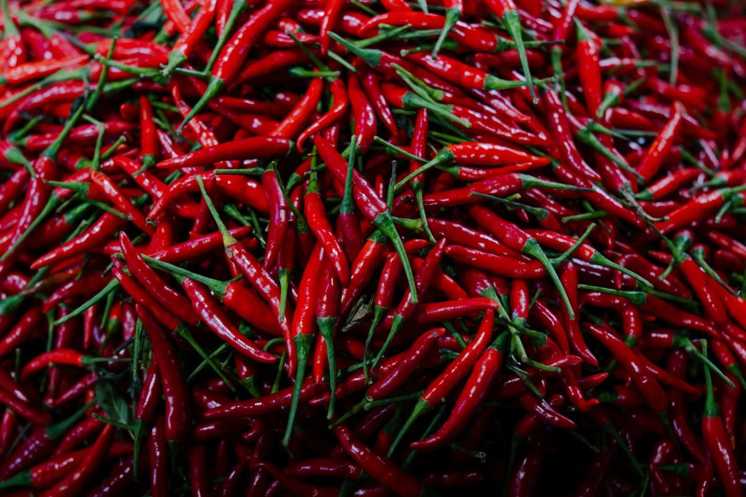Frische rote Chili