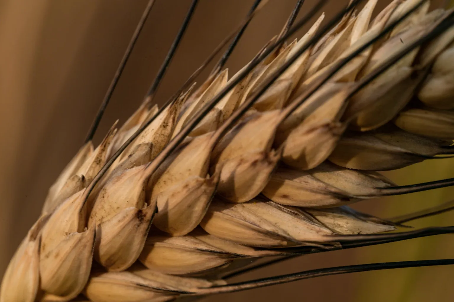 Sciroppo di malto d’orzo