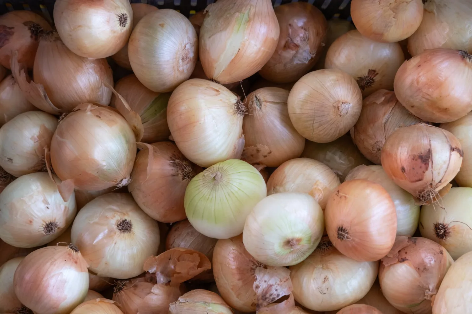 Onion for the tunta