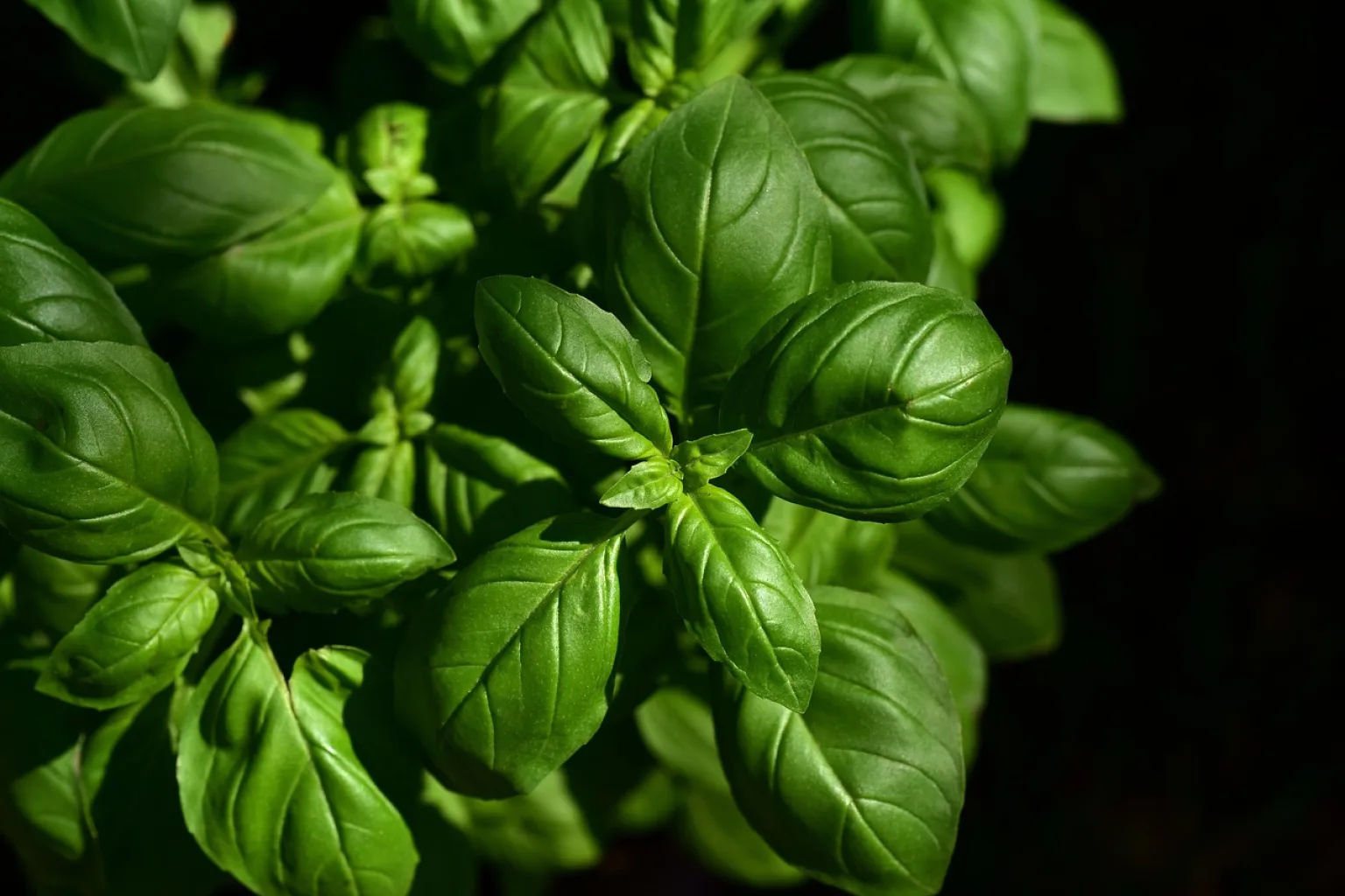 Feuilles de basilic frais
