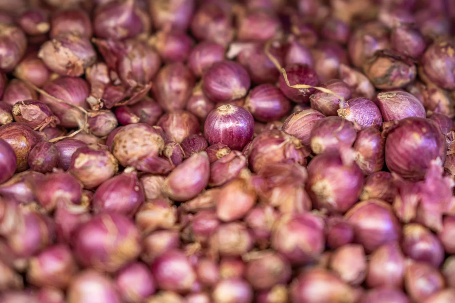 Cebolla morada