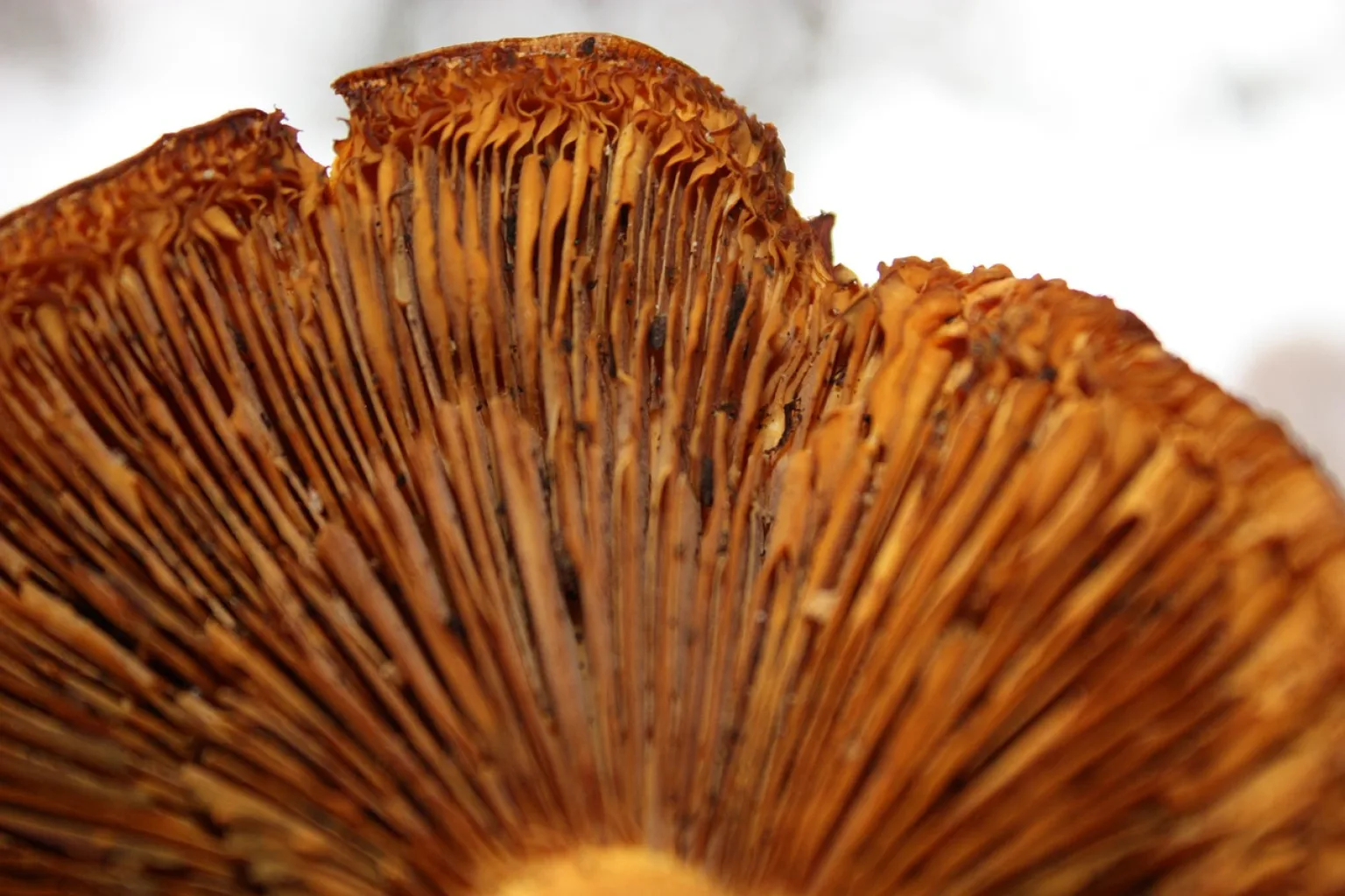 Champignon