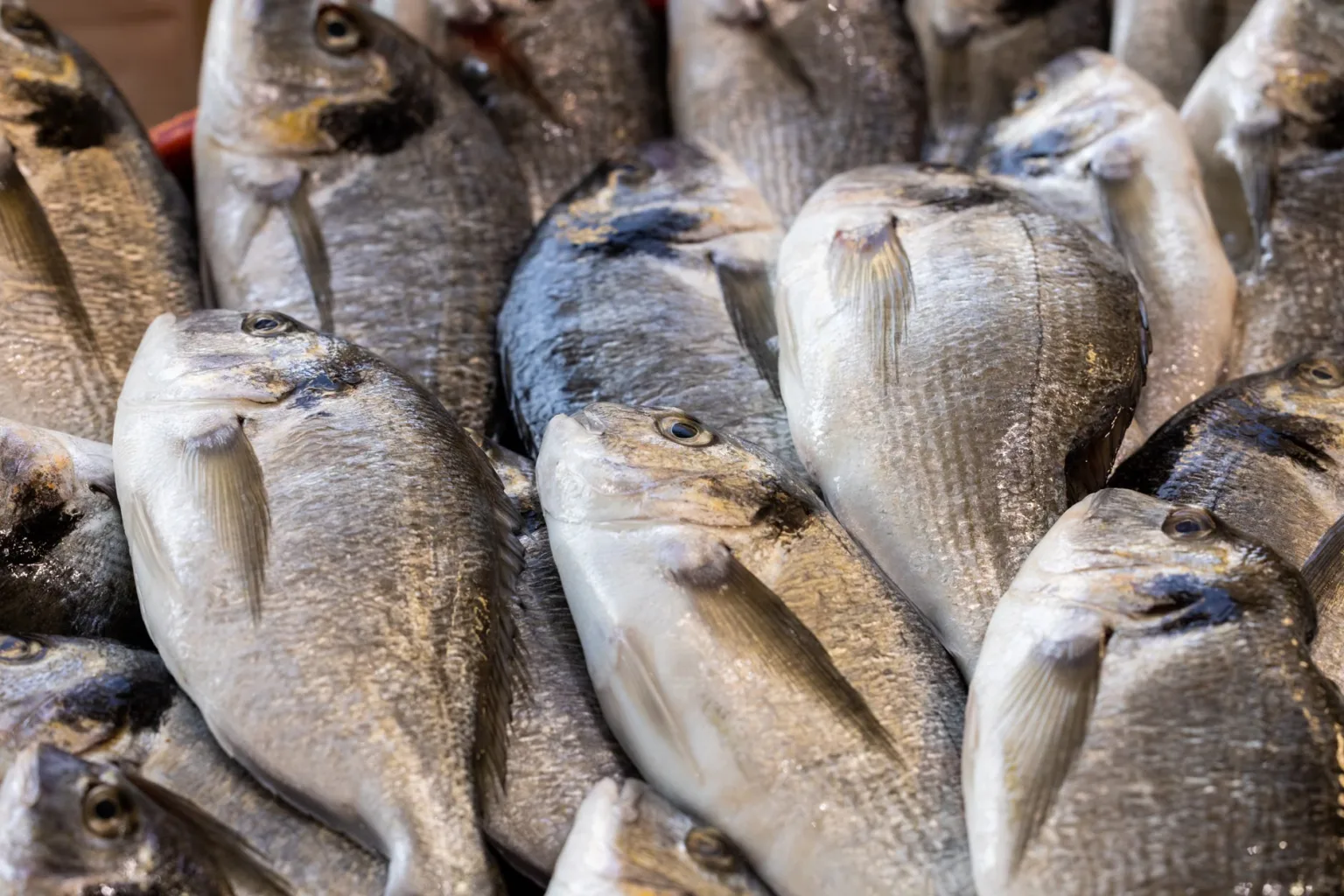 Poissons de roche variés