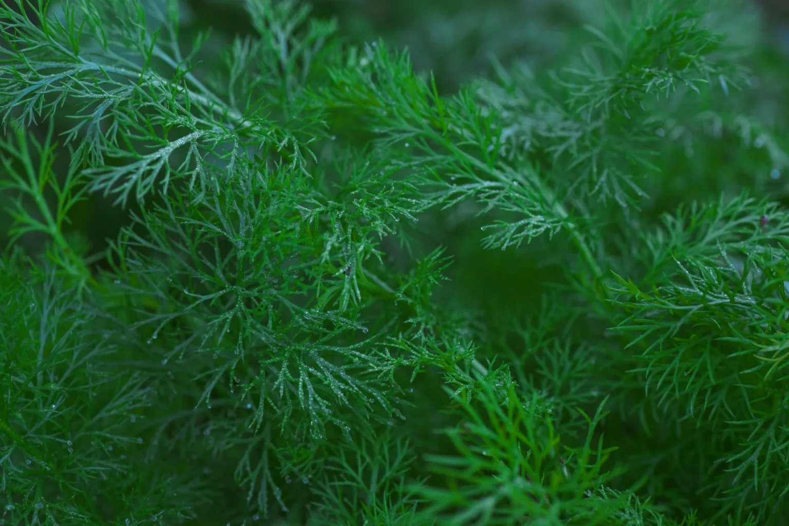 Frische Petersilie oder Dill