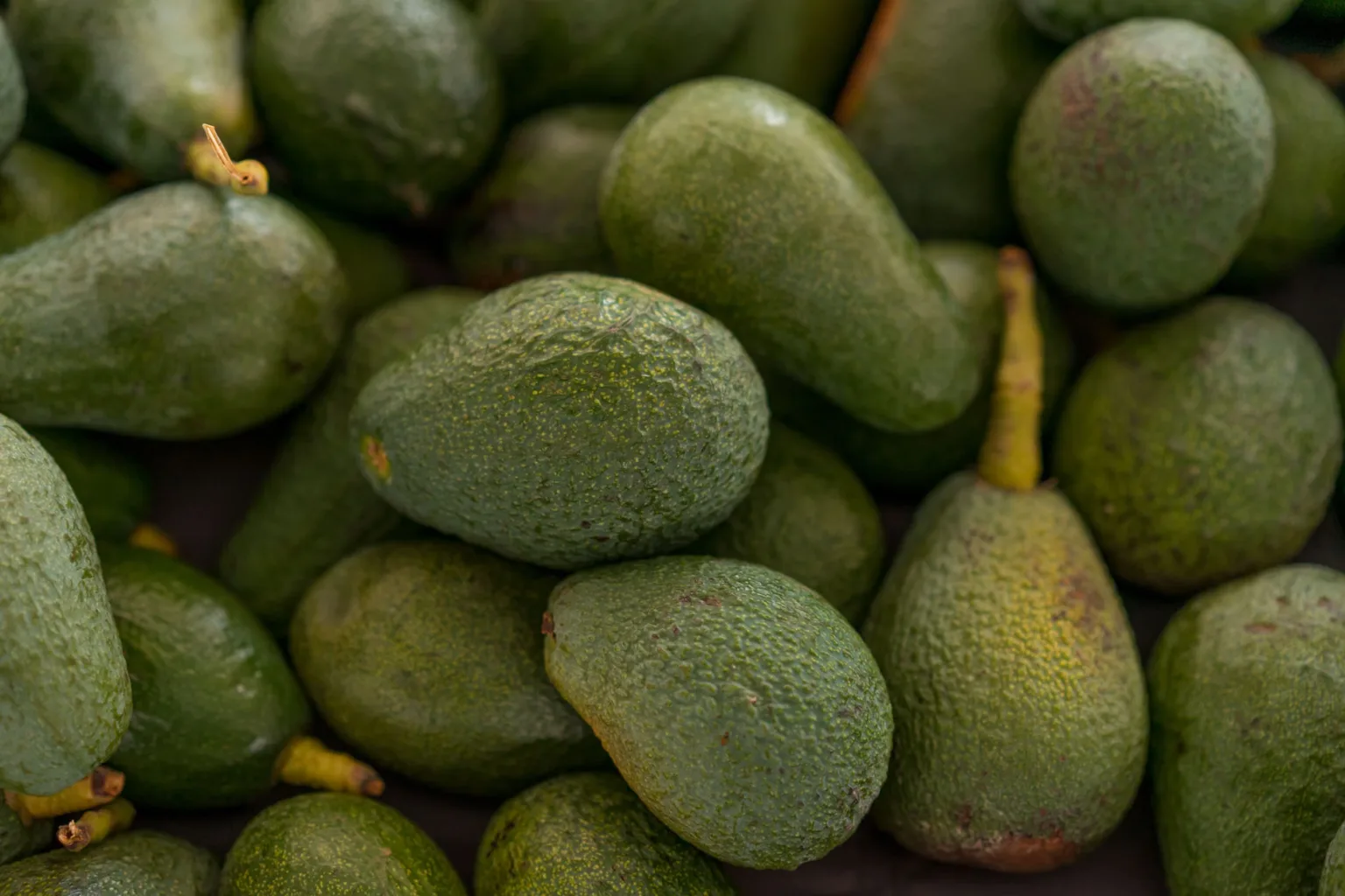 Avocado