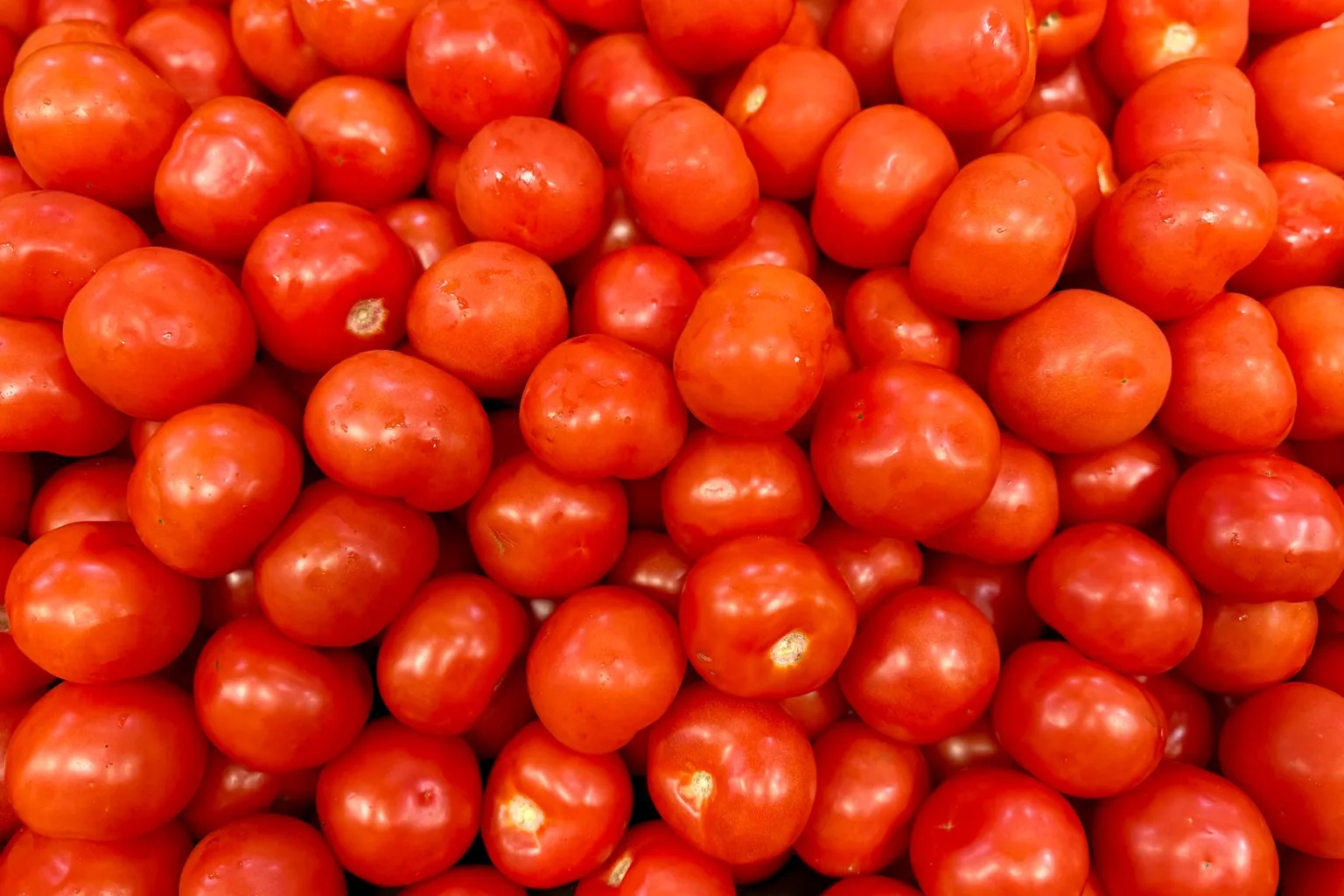 Tomates médios