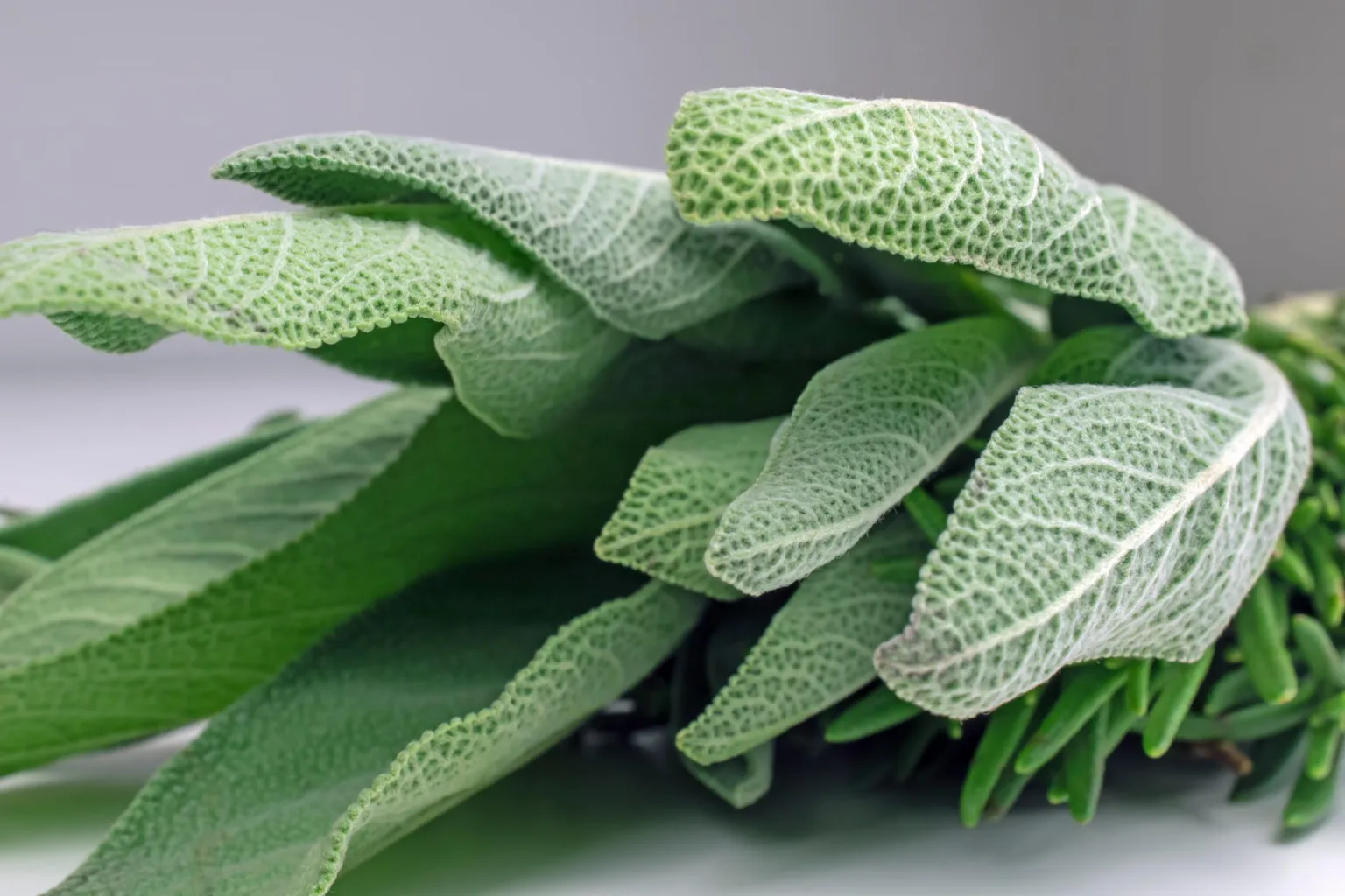 Fresh sage