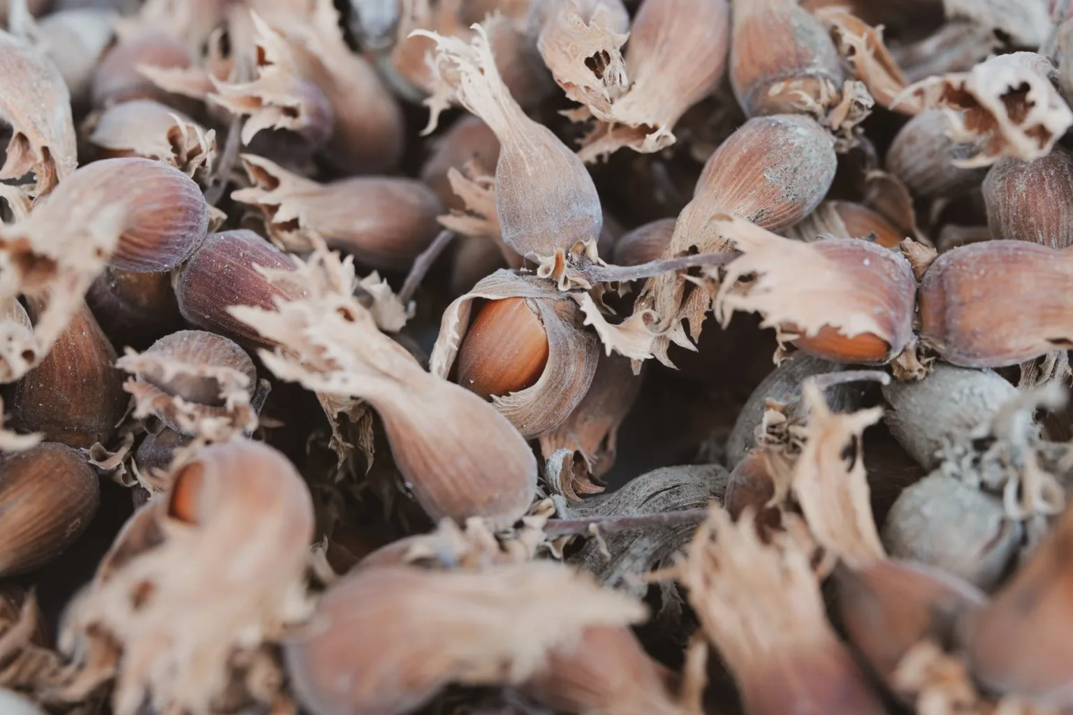 Toasted, ground hazelnuts
