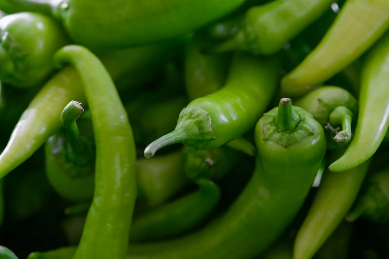 Poivron vert italien