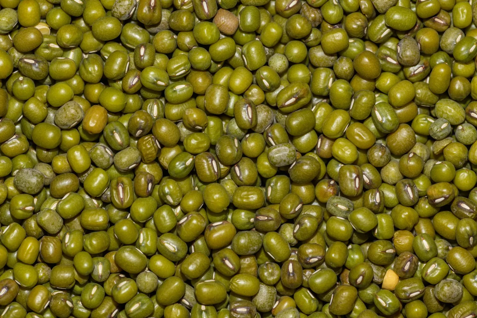 Fagioli mung secchi (soia verde)