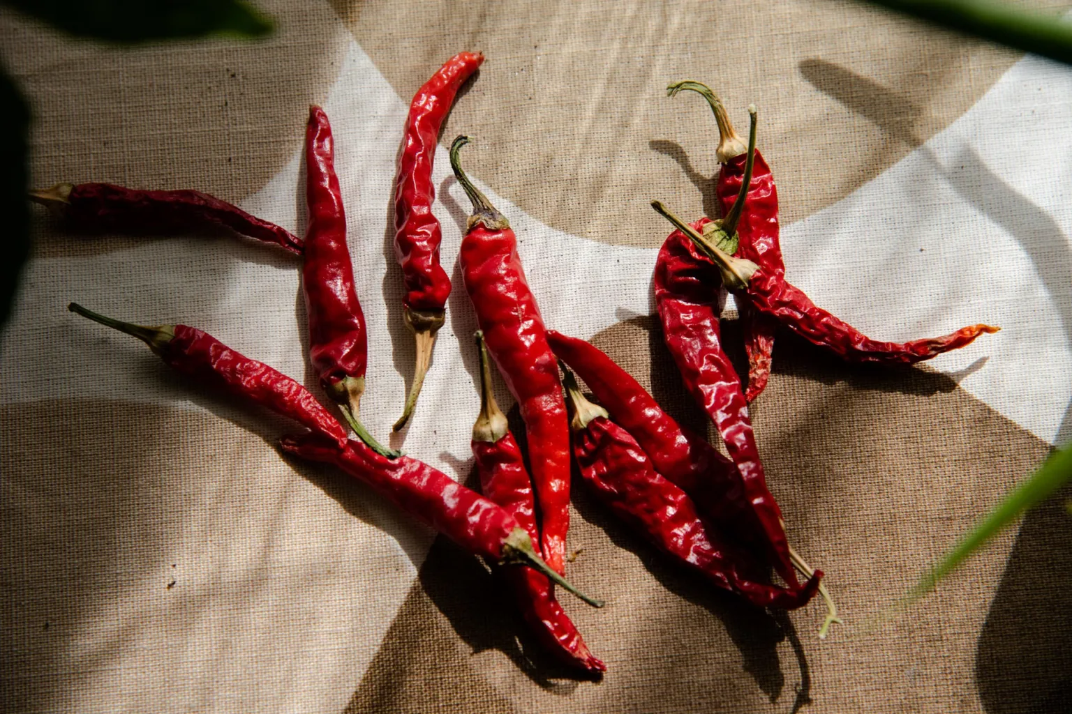 Rote Chilischote