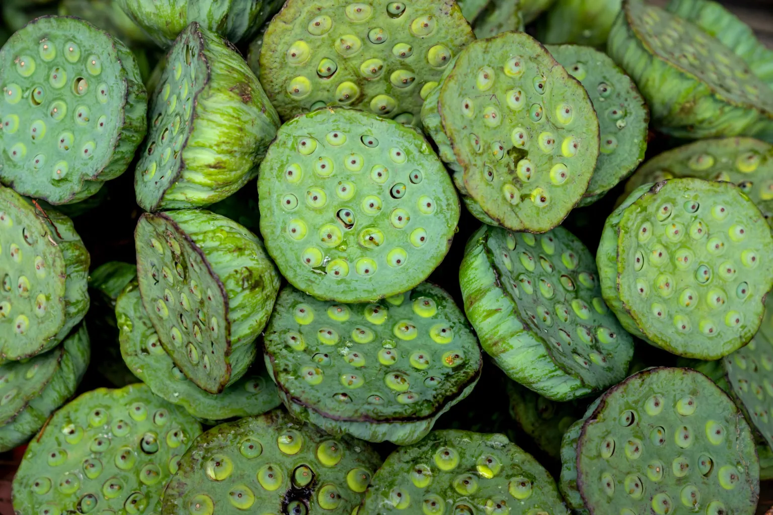 Sementes de lótus secas