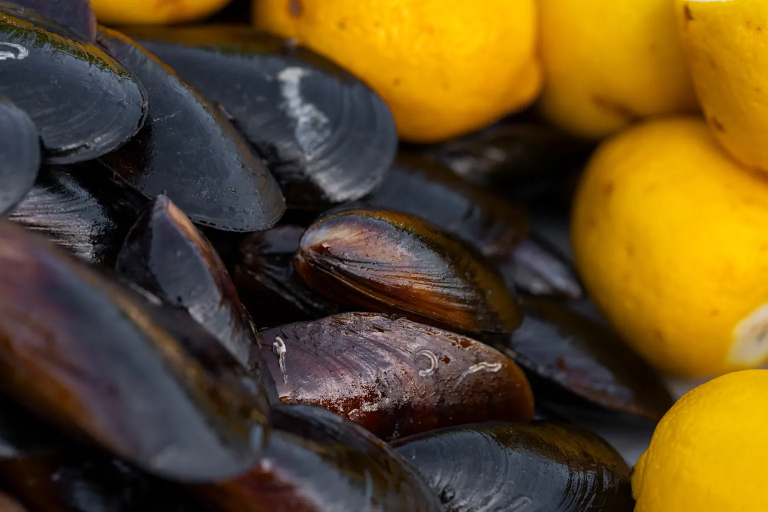 Moules