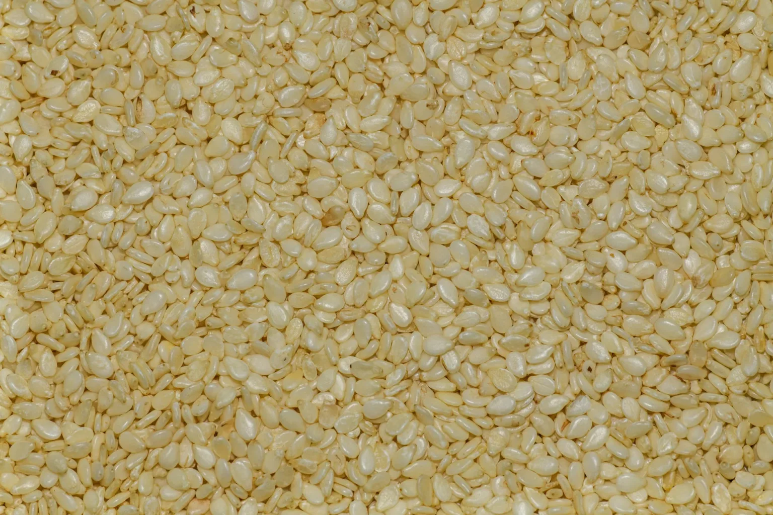 Ajonjolí