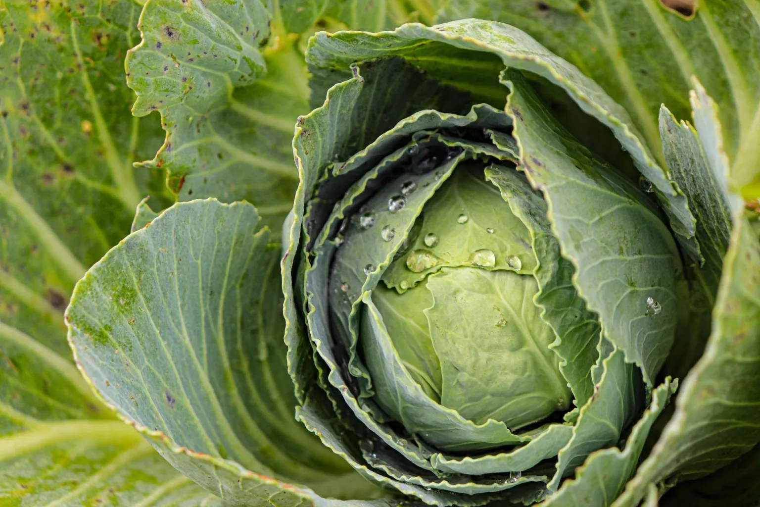 Cabbage