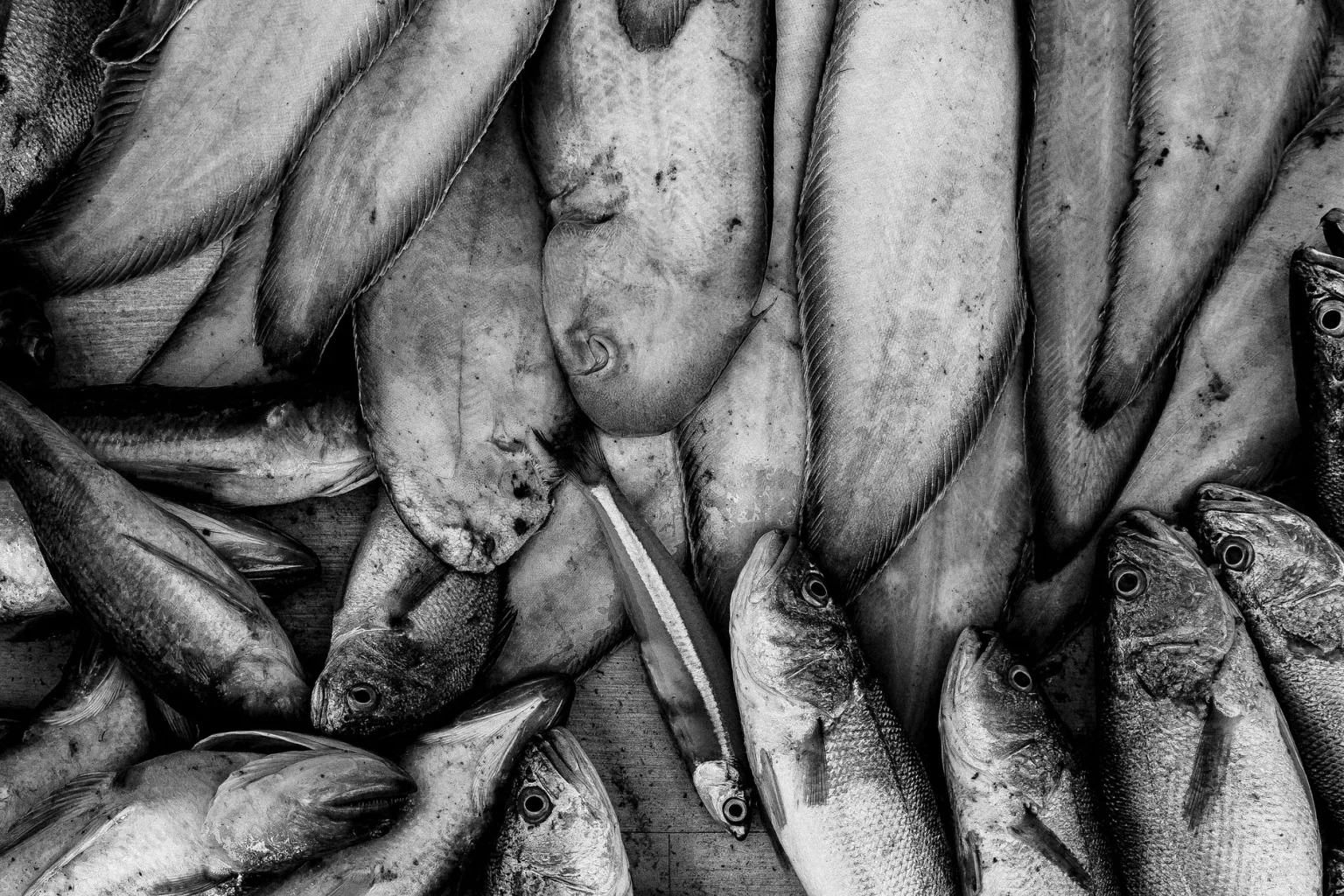 Assorted rockfish (at least 4 species)