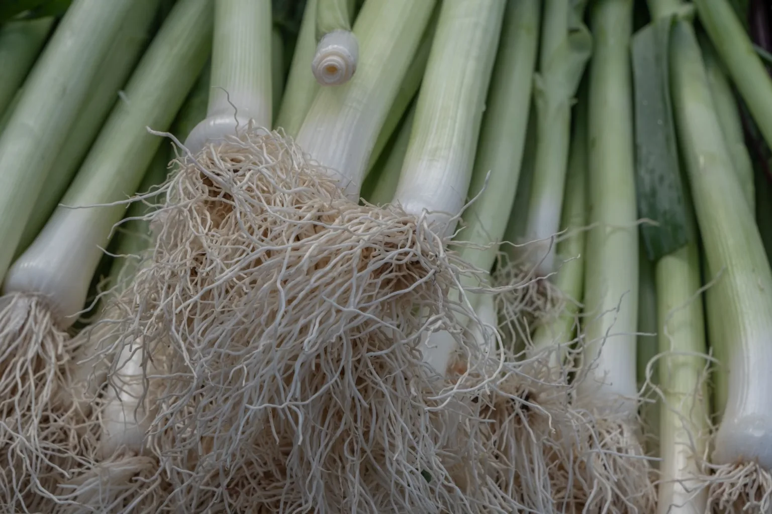 Large leeks