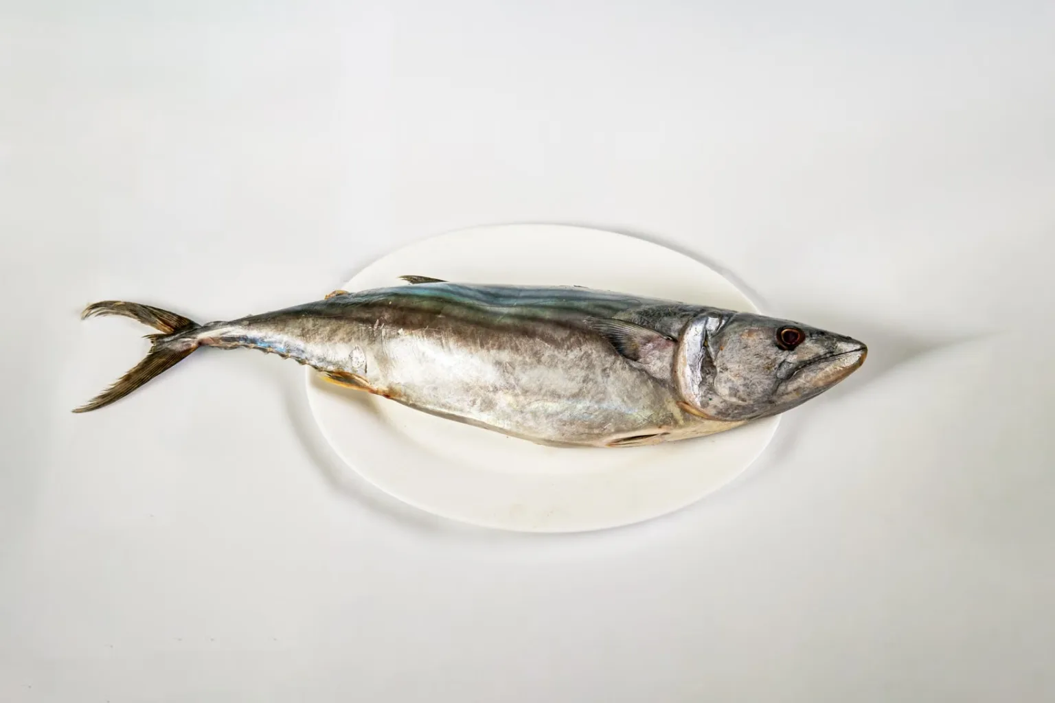Bonito