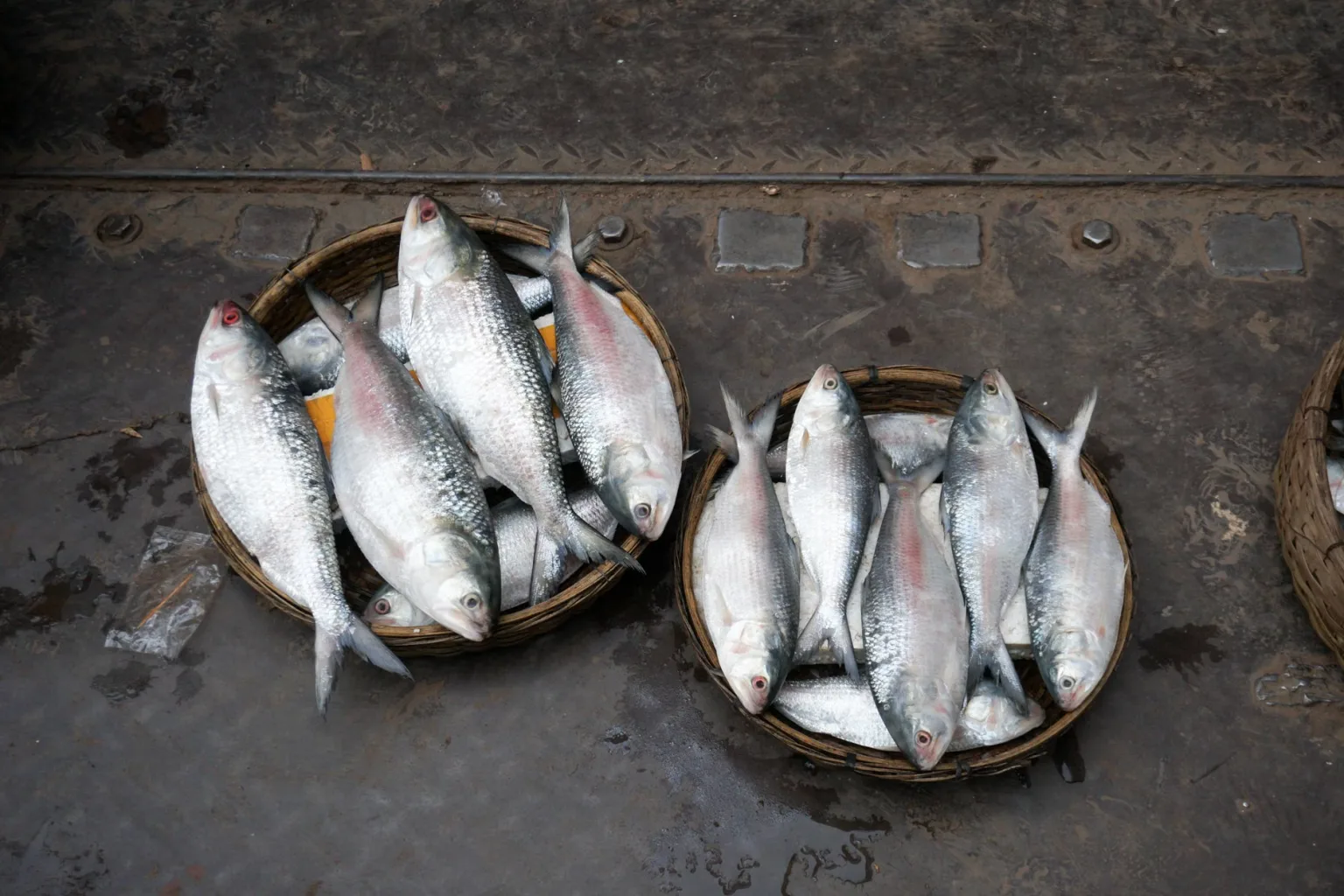 Filetes de hilsa