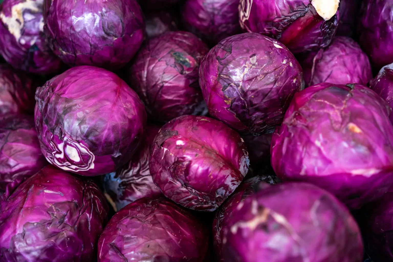 Cavolo rosso