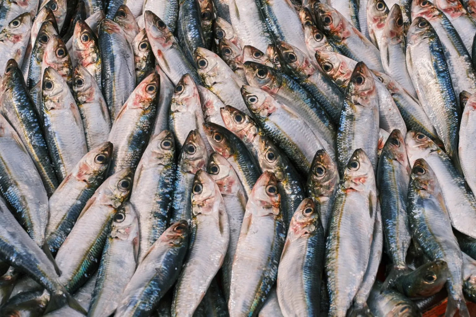 Sardinen