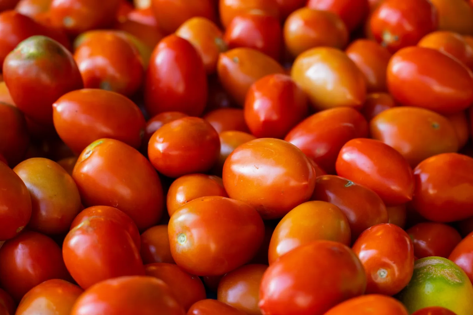 Tomates pera