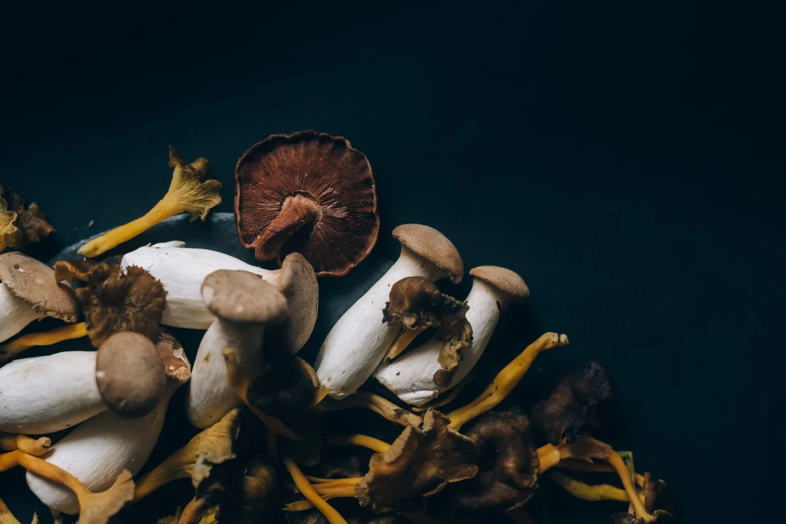 Champignons variés