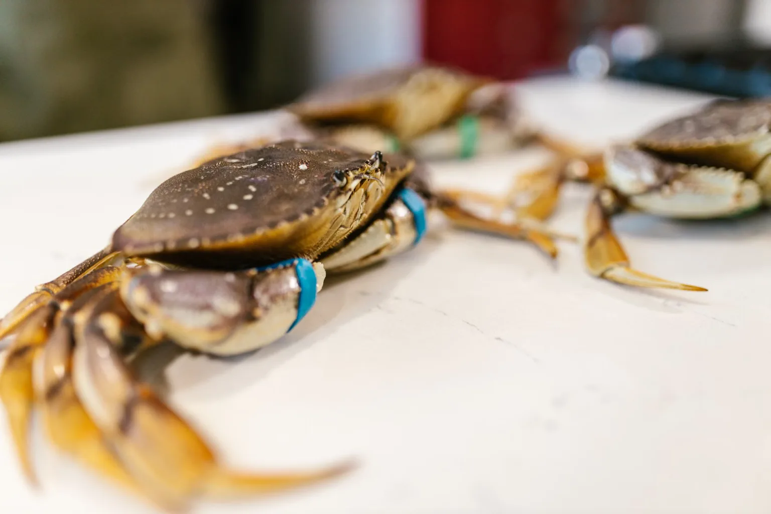Cooked crab meat