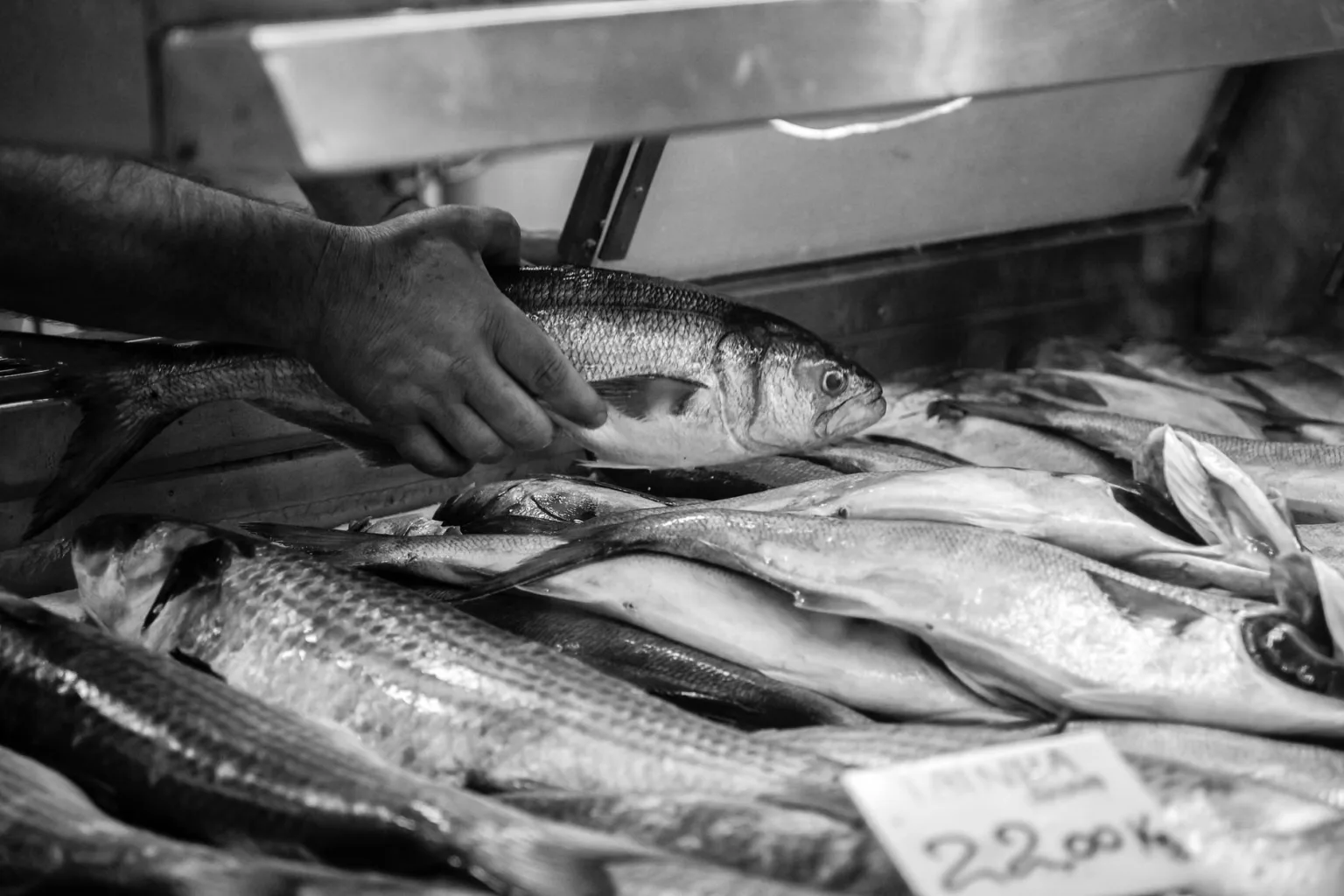 Fresh white fish